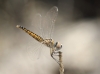 J16_1889 Selysiothemis nigra female